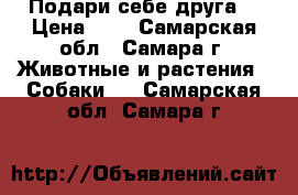 Подари себе друга! › Цена ­ 5 - Самарская обл., Самара г. Животные и растения » Собаки   . Самарская обл.,Самара г.